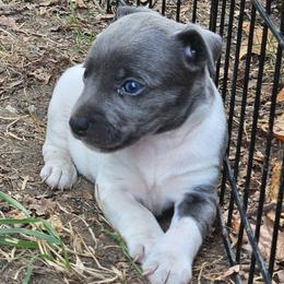 Laredo - White and blue male Rat Terrier puppy in Lynn, Alabama from Cryptic Rat Terriers