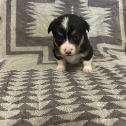 Onyx - Black and tan male Pembroke Welsh Corgi puppy in Maupin, Oregon from Bailey Nannini