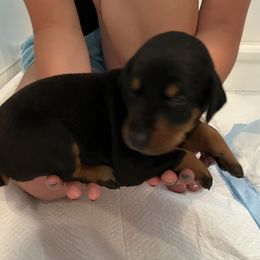 Doberman Pinschers from Adhelm Dobermans