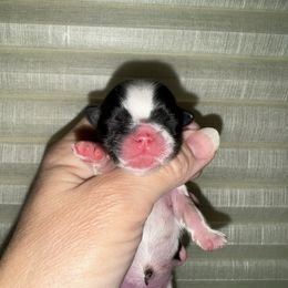 Laura - Red and white female Shih Tzu puppy in Spring, Texas from Precious Tzu Crew