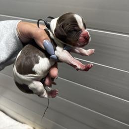 Gray boy - Tri-Roan male English Springer Spaniel puppy in Fairfield, California from Goldridge Springers