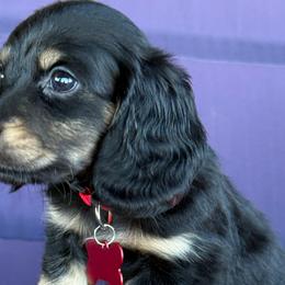 Preston❤️ - Black and cream male Dachshund puppy in New Braunfels, Texas from 2 Knights Doxies