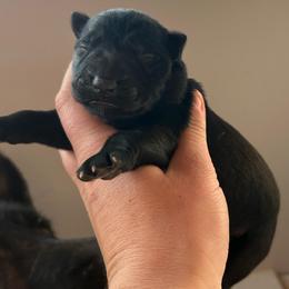 Black female 3 - Black female German Shepherd puppy in Pahrump, Nevada from Wachhund Kennels