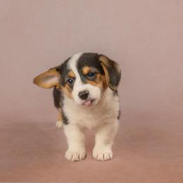 American Corgi and Pembroke Welsh Corgi Puppies from The Adirondack Corgi
