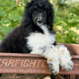 May - Parti female Poodle puppy in Lancaster, Minnesota from Richardville Hunde
