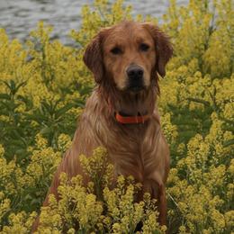 Golden Retrievers from Sue Kohlhepp