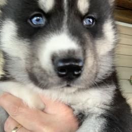 Siberian Husky Puppies from TRUHUSKY SIBERIANS