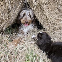 Aussiedoodle Puppies from Gore Doodle Ranch