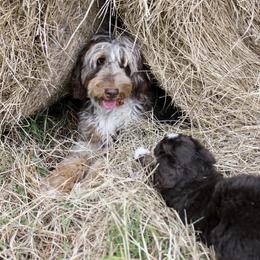Aussiedoodle Puppies from Gore Doodle Ranch