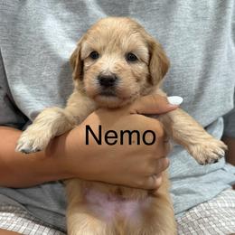 Nemo blue collar - Cream male Whoodle puppy in Pima, Arizona from Schmidt's K9s