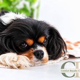 Darling Foundation Mama - Cavalier King Charles Spaniel