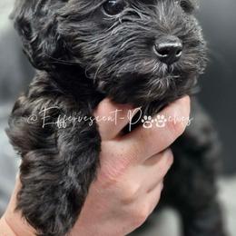 Victoria - Black female Yorkipoo puppy in Coolidge, Arizona from Effervescent-Pooches