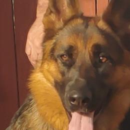 German Shepherds and Golden Retrievers from Abbeys Golden Retriever  and German Shepherd Puppies