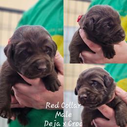 Red Collar - Chocolate male Labrador Retriever puppy in Boyd, Minnesota from Lindley Labradors