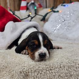 Glisten - Black brown and white female Basset Hound puppy in Valley, Washington from Peaceful Valley Paws