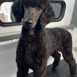 Alita - Blue female Poodle puppy in Labelle, Florida from RomLein Standard Poodle
