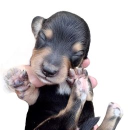 Black Cream male Big White Chest - Black and tan male Dachshund puppy in Medina, Ohio from STORIED DOXIES