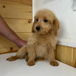 Cotton - Cream male Goldendoodle puppy in Payson, Utah from Country Sky Doodles