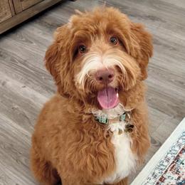 Goldendoodle Puppies from DayDream Doodles