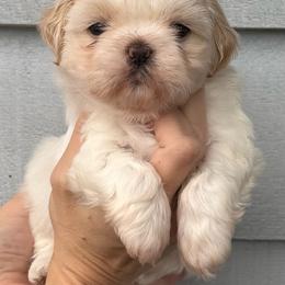 Minnie - Cream female Shichon puppy in Kent, Washington from Mad Hatter Farm