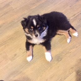 Miniature Australian Shepherd Puppies from Mikki's Toy Aussies