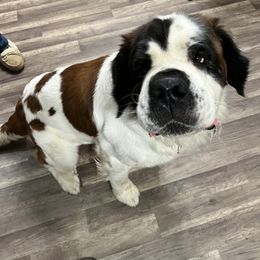 Smalls - Saint Bernard