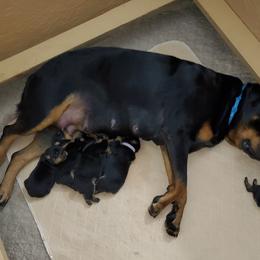 Rottweiler Puppies from Vom Corvinus Haus Rottweilers