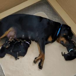 Rottweiler Puppies from Vom Corvinus Haus Rottweilers