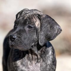 Brindle girl - Tiger female Perro de Presa Canario puppy in Leitchfield, Kentucky from Rey Gladiador Presa Canario