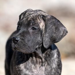 Brindle girl - Tiger female Perro de Presa Canario puppy in Leitchfield, Kentucky from Rey Gladiador Presa Canario