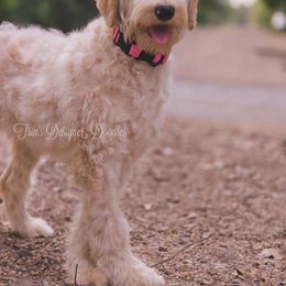 Skye - Parti female Goldendoodle puppy in Centreville, Mississippi from Trin's Designer Doodles