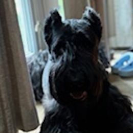 Giant Schnauzers from Stratton House Kennels
