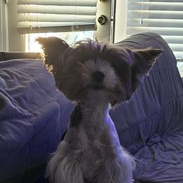 Curly - Biewer Terrier