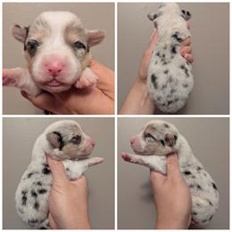 Shakira - Blue merle and white female American Corgi puppy in Garrett, Indiana from Chloe's Colorful Corgis