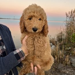 Poodle Puppies from Leaning T Ranch