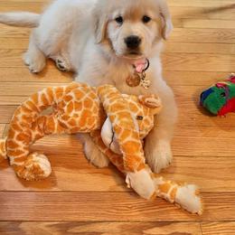 Golden Retriever Puppies from Landin Doner