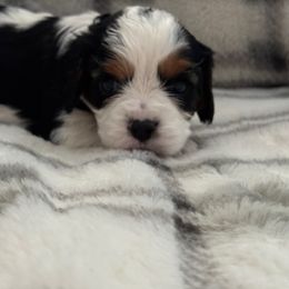 Cavalier King Charles Spaniel Puppies from Donavan Rogers