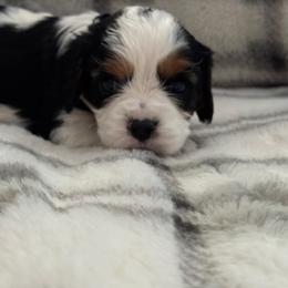 Cavalier King Charles Spaniel Puppies from Donavan Rogers