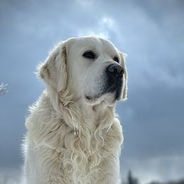 Charles - Golden Retriever