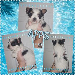 Henry - Parti male Yorkshire Terrier puppy in Wartburg, Tennessee from Amanda's Precious Pups