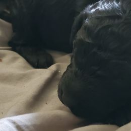Bugsie - Poodle puppy in Lebanon, Ohio from Lucky's Legacy