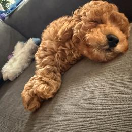 Pekingese, Poodle, and Shih Tzu Puppies from Happy puppies