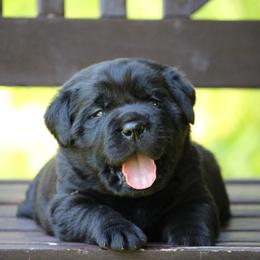 Labrador Retriever Puppies from Pure Joy Labradors