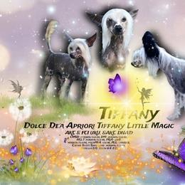 Tiffany - Chinese Crested