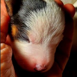 Girl 1 - Tri-color female Jack Russell Terrier puppy in California from Kimberlite