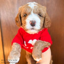 Little Bear - Red  male Goldendoodle puppy in New Harmony, Indiana from Cottonwood Farms