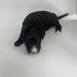 Brown Boy - Bernedoodle puppy in Wexford County, Michigan from Blissful Bernedoodles