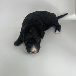 Brown Boy - Bernedoodle puppy in Wexford County, Michigan from Blissful Bernedoodles