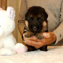 White collar - Black and red female German Shepherd puppy in Stockton, California from Zaragoza German Shepherds