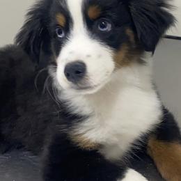 Miniature American Shepherds and Miniature Australian Shepherds from Sweetbay Aussies/ Miniature American Shepherds